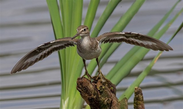 1Common Sandpiper Gray Clements