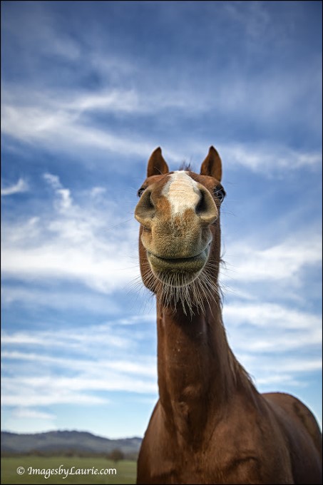 1Look Up Â©Laurie Rubin_LAR2945