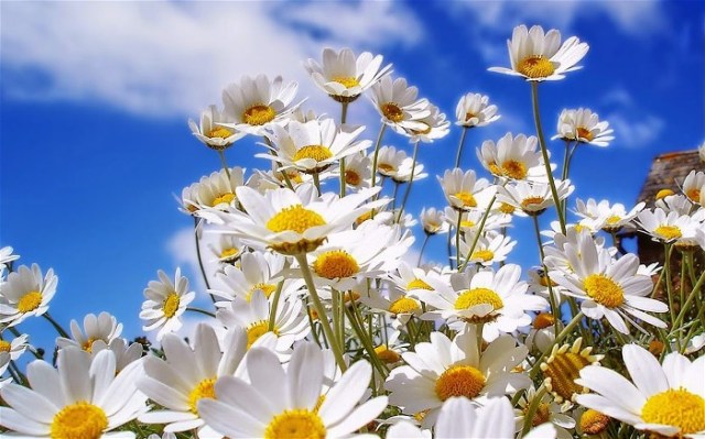 1Simon-Carmen Andreou