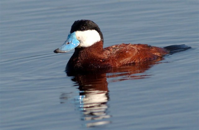 23aHoricon10 088bxxx