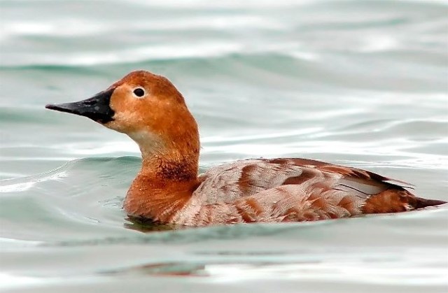 25aCopy of Copy of DSC_1594bb