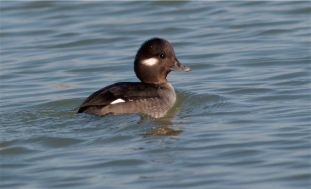 27aCopy of RBMergD3 185