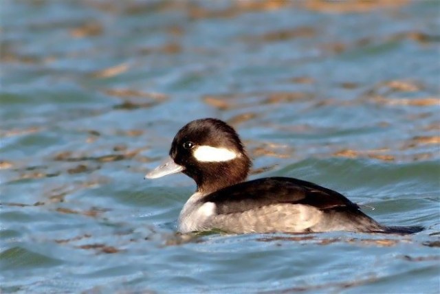 27BHeadsGullFish 034xxx