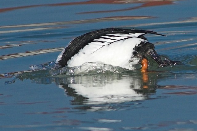 28gCopy of DSC_9889-01