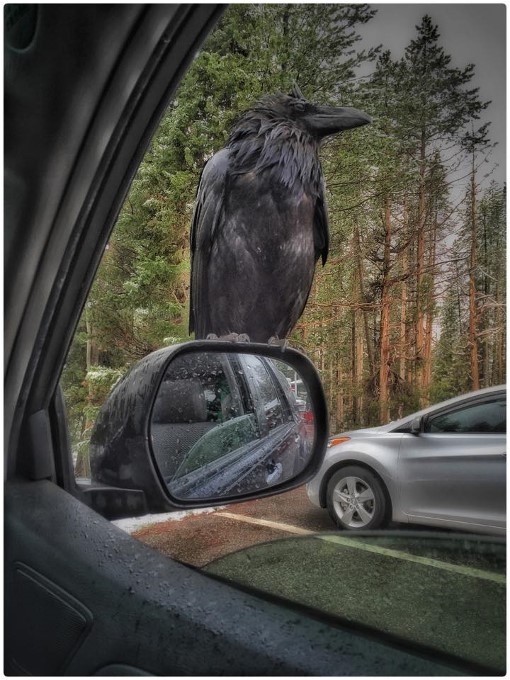 2Kevin Brown Grand Teton Raven