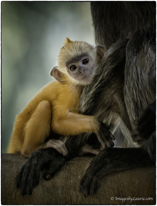 2You've Got The Cutest Little Monkey Face Â© Laurie Rubin_LAR6534Sand Diego Zoo