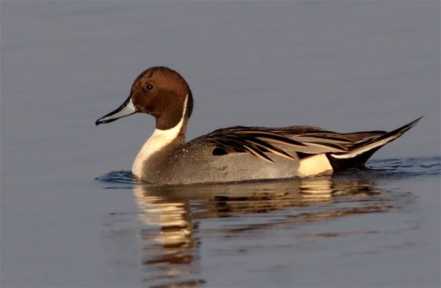 3aNPintail2