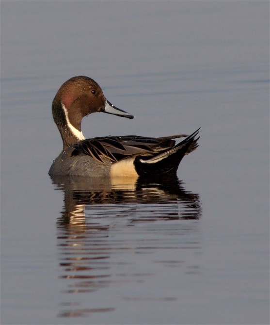 3bNPintail