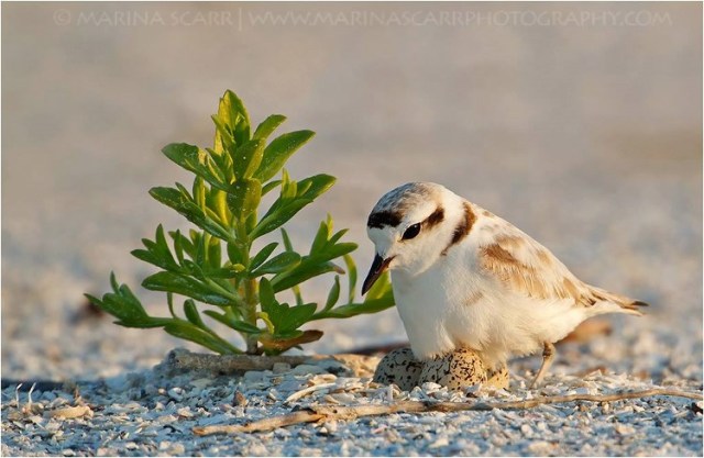 3Marina Scarr Snowy Plover