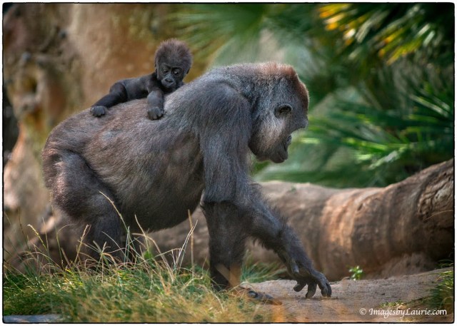3Taxi Mom Â© Laurie Rubin, zoo shot