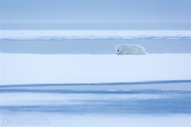 4Ian PlantPolar-bear-cub-lying-down-in-snowstorm,-Arctic-National-Wildlife-Refuge,-Alaska,-USA