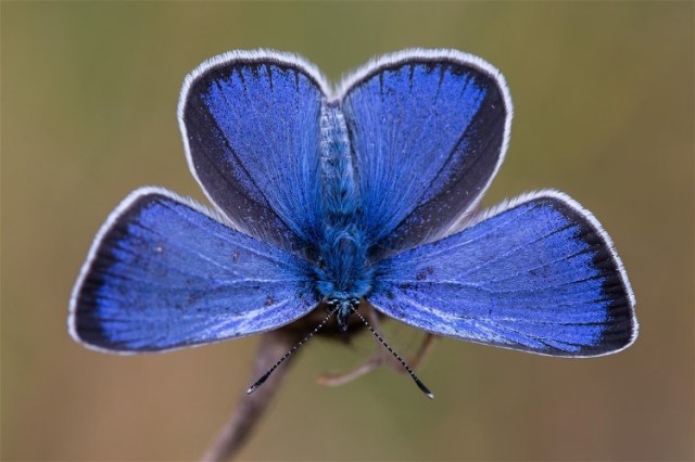 5(Glaucopsyche alexis) Bernd Flicker