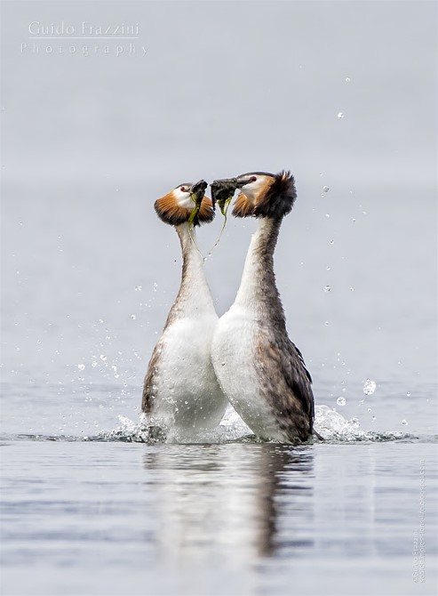 5Great Ctrested Grebe  Guido Frazzini