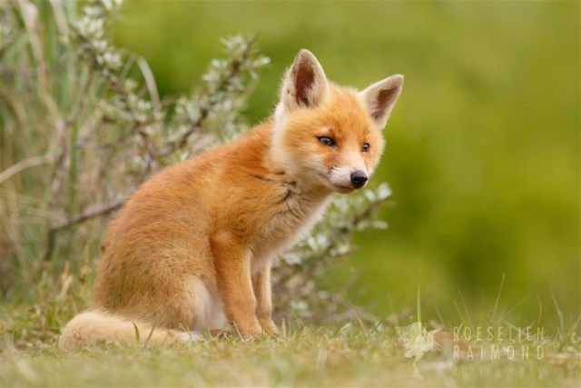 Cute Fox Cub by thrumyeye    http://goo.gl/i9rbhV