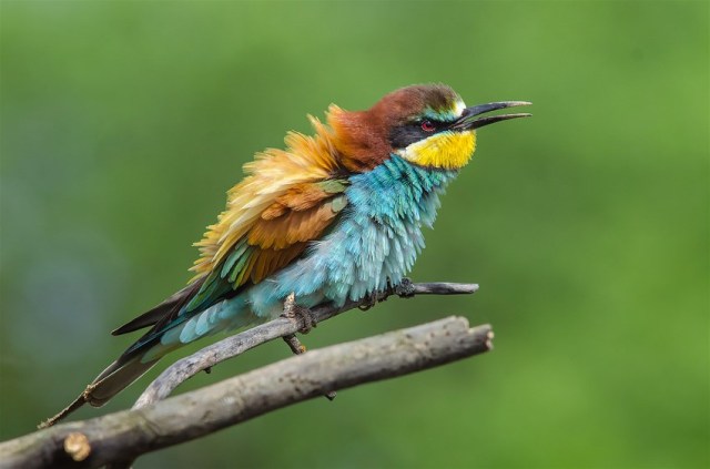 7European Bee Eater Evgeny Melnikov
