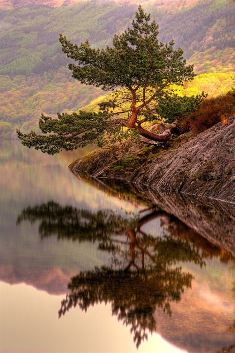â€œRowardennan Bonsaiâ€ â€“ Rowardennan, Loch Lomond, Scotland  by  Karl Williams
