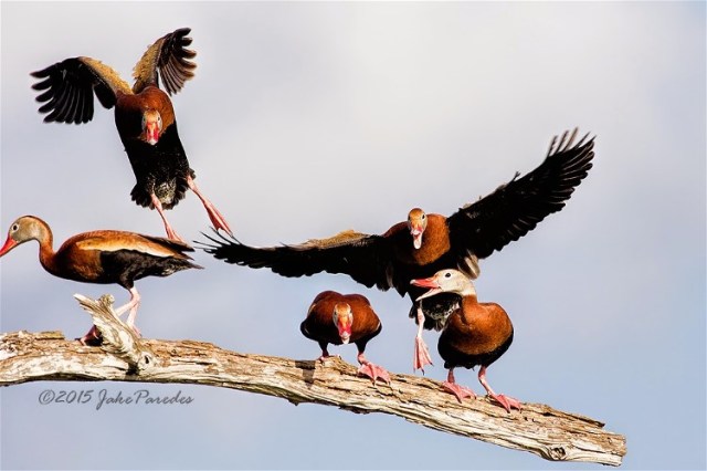 Landing_mayhem Black=bellied Whistling Ducks Jake Paredes