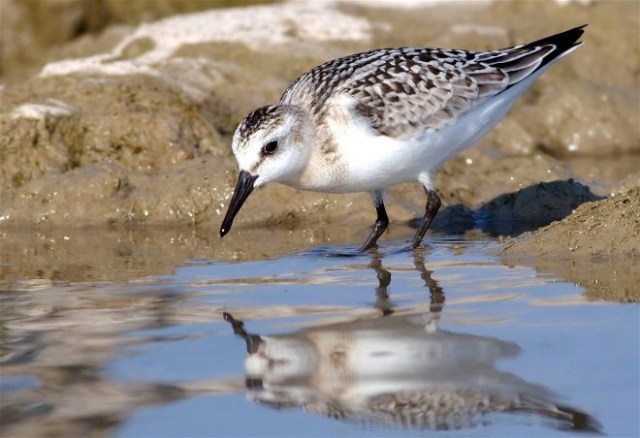 WindPointWaxWShoreB 140