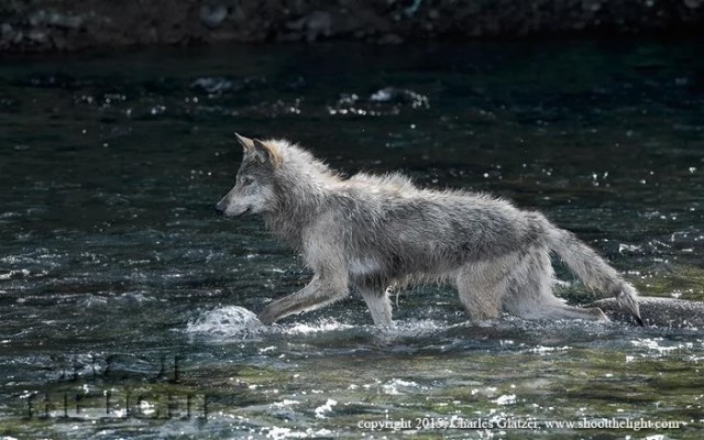 1Charles Glatzer Wolf, Alaska