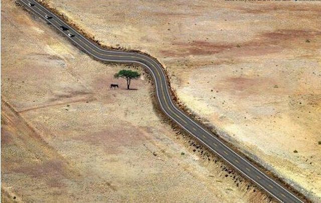 2Beautiful Nature And Animals One tree