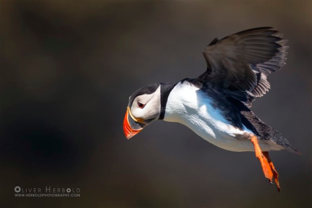 4IMG_6077_Puffin_Landing_gear_out