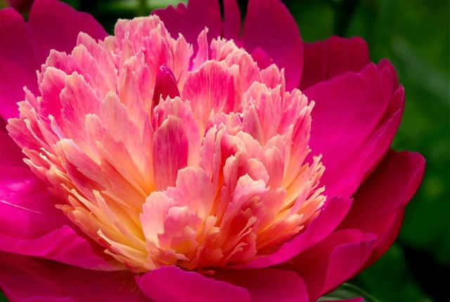 7bHawthornFlBugs 095