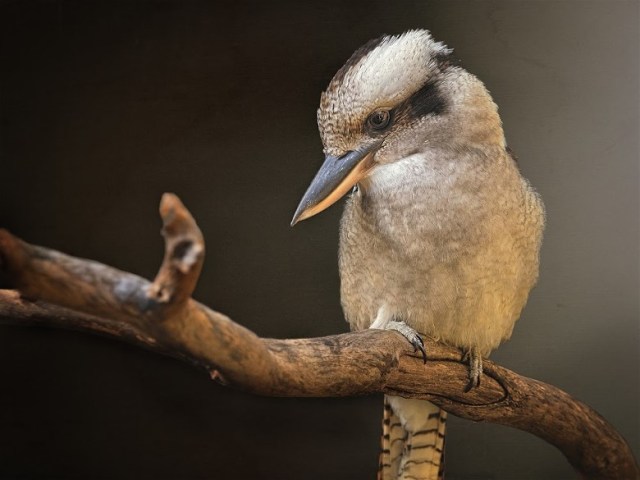 2aPortrait-of-a-Laughing-Kookaburra Darren Song Hg