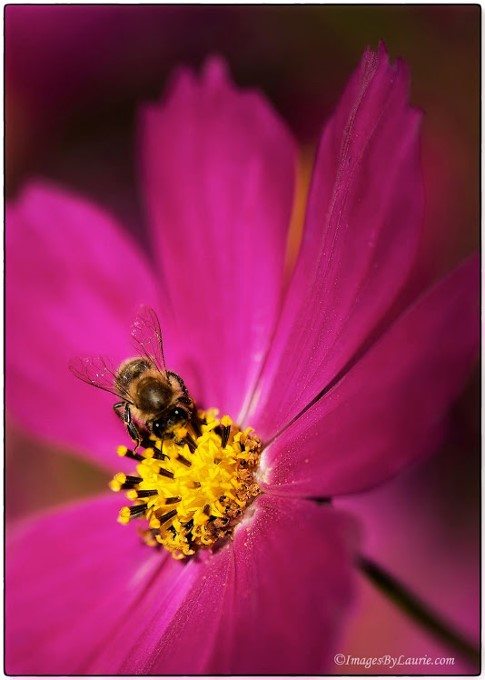 2The Pollinator © Laurie Rubin