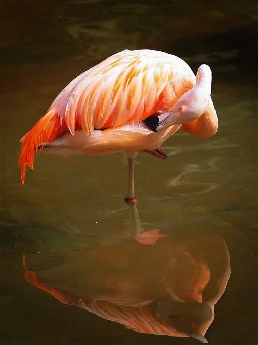 3Gennady Rybalov Flamingo