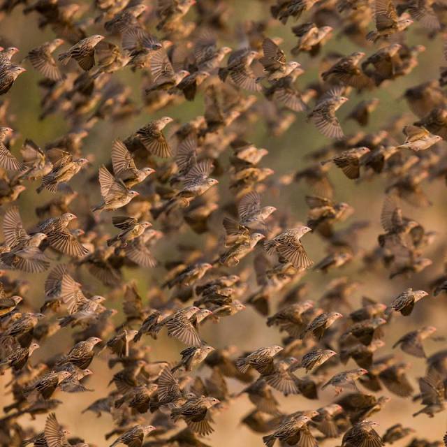 4Red-billed Quelea, Botswana