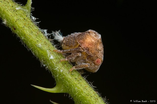 5hopper blow out in the bramble - bw8tn -01William anik