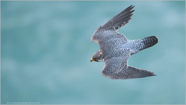 DSC_2279 Peregrine in a dive web 1200RaymondBarlow