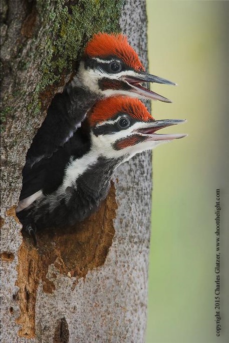 Charles Glatzer Piliated Woodpeckers chicks