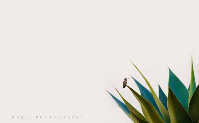 1aMathew Rubel Miniialist