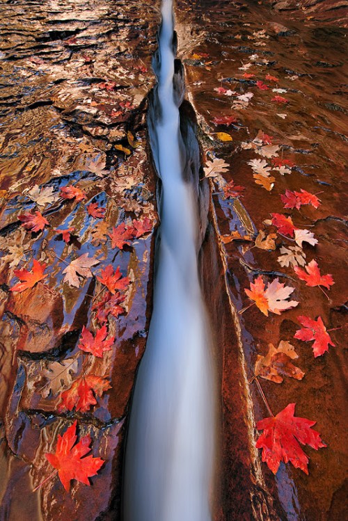 1The-Chute,-Zion-National-Park,-Utah-(Ian-Plant)