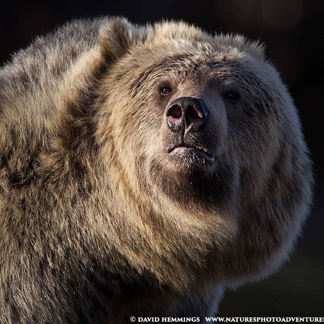 4a David Hemmings Alaskan Brown Bear