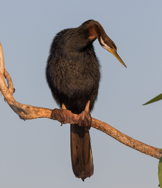 4Geoff Whalan ormorant