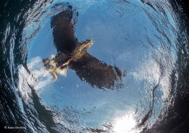 7Audun Rikardsen White Tail Eagle fishing, from the fishes perspective