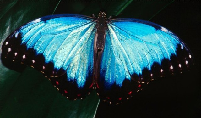 12SlidesButterfly 022