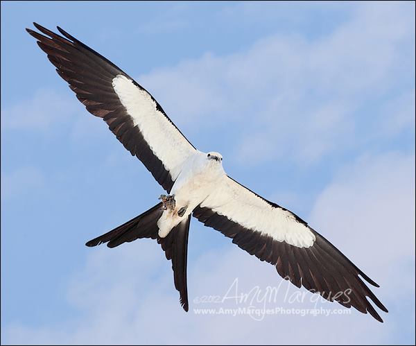 13Swallow-tailed Kit Amy Marques