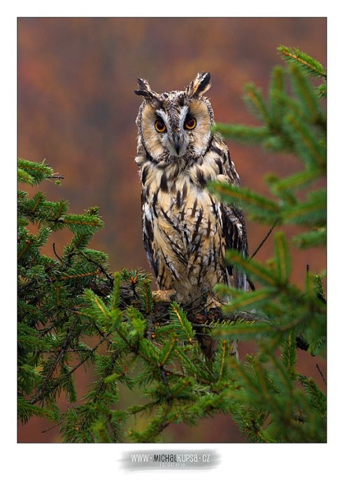 14unnamedowl Michal Kupsa