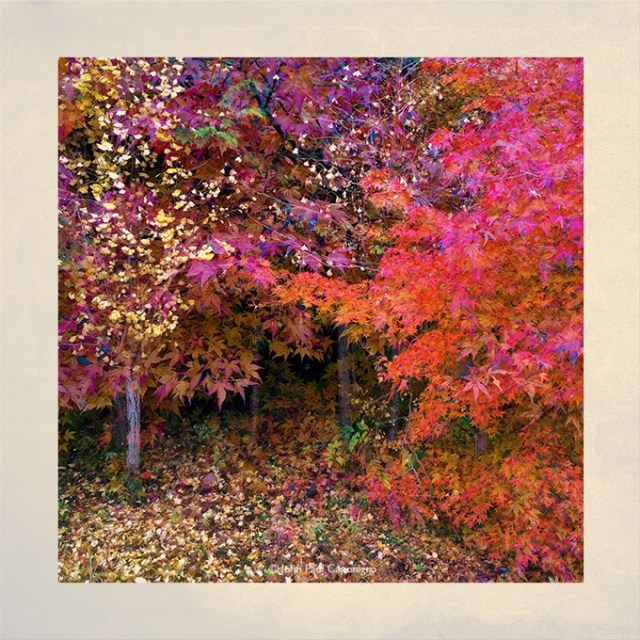 Snapshot_HakoneMaplesJapanJohnPaulCaponigro