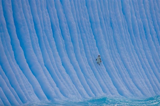 10PaulNicklen