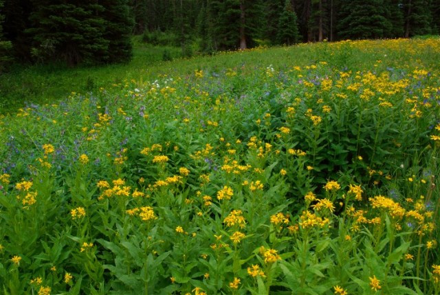 3FtCollinsCanyon 015