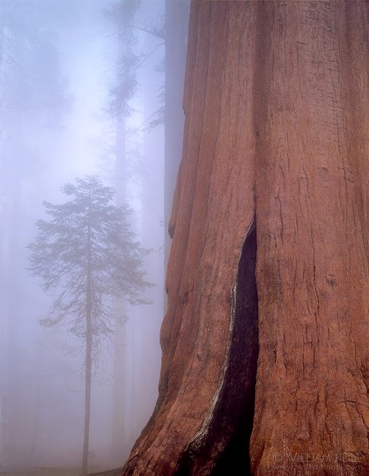 Giant sequoia and fir tree in the fog, Sequoia National Park, California, 1993