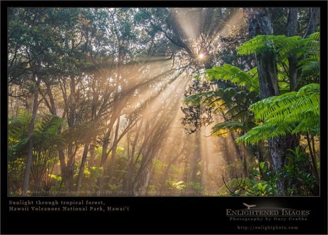 Sunbeams stream through tropical forest at sunrise, Hawaii Volcanoes National Park, Hawaii