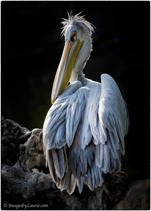Pelican Laurie Rubin
