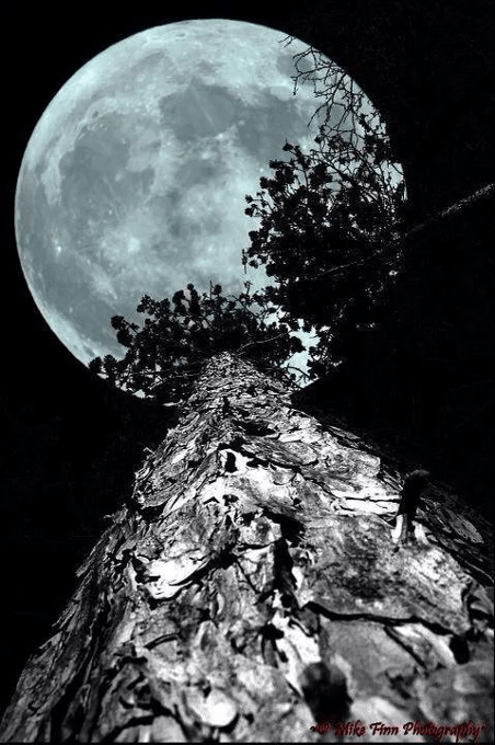 4full moon on trees, Uta Morg
