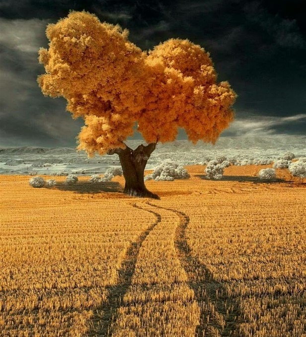 6Tree and car tracks Velpula Finney