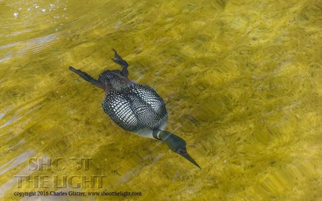 Charles Glatzer Loon